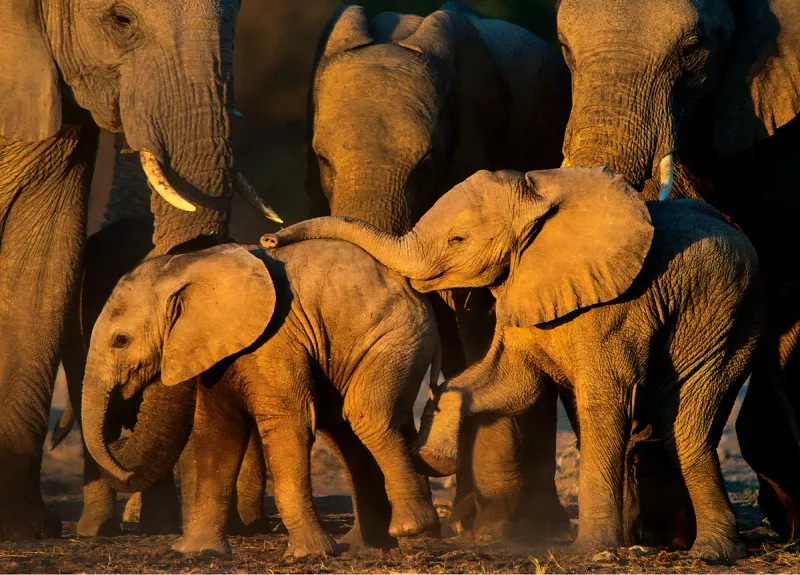 Elephant's Family Circle