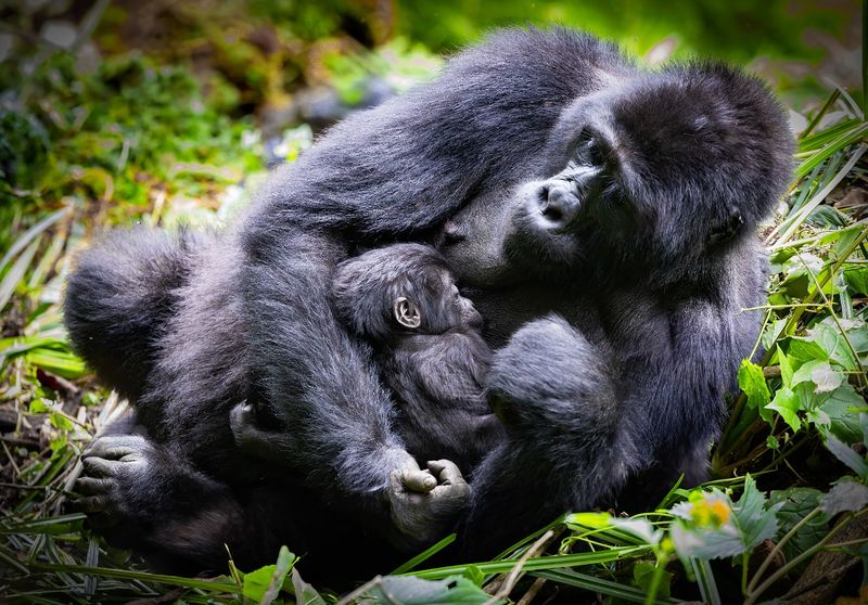 Gorillas: Gentle Giants