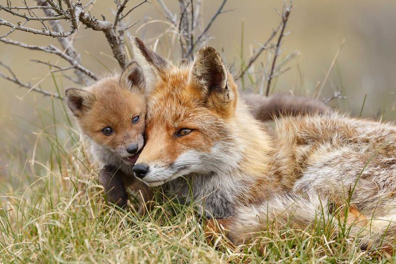 Red Foxes: The Co-Parenting Partners