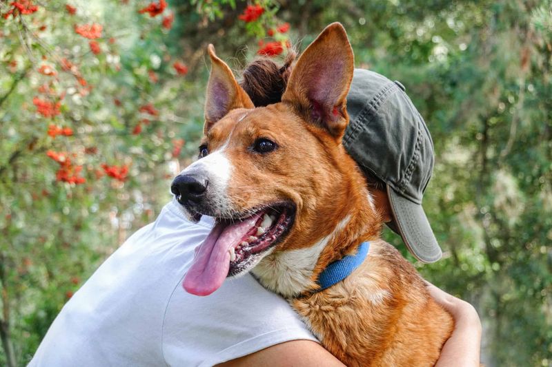 Dogs: Loyalty Personified