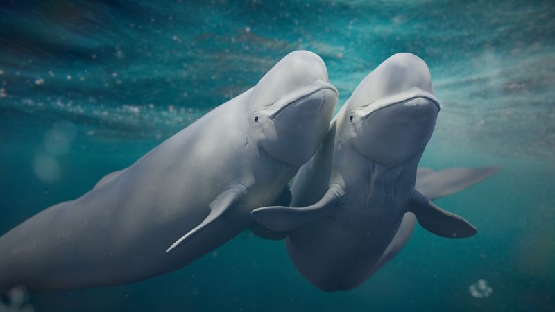 Beluga Whales' Vocal Virtuosos