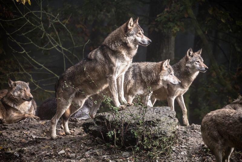Wolf