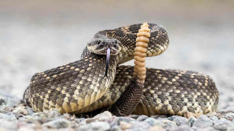 Rattlesnakes: Venomous Ambushers