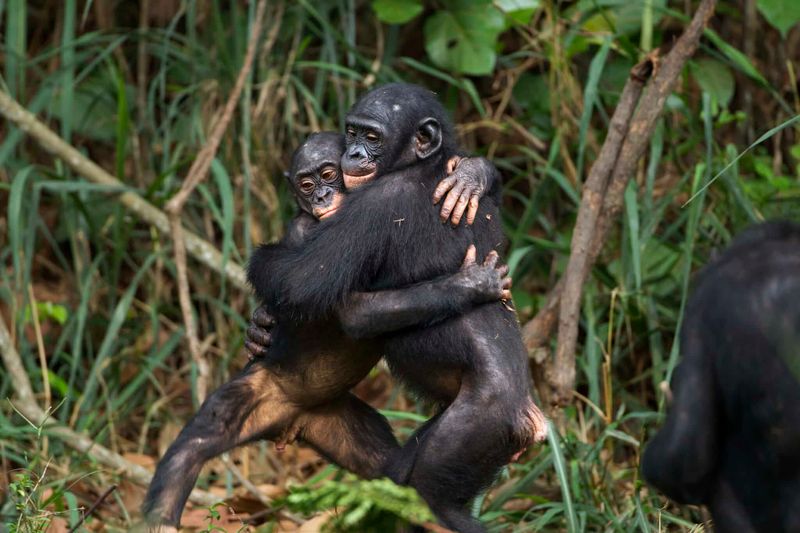 Bonobos
