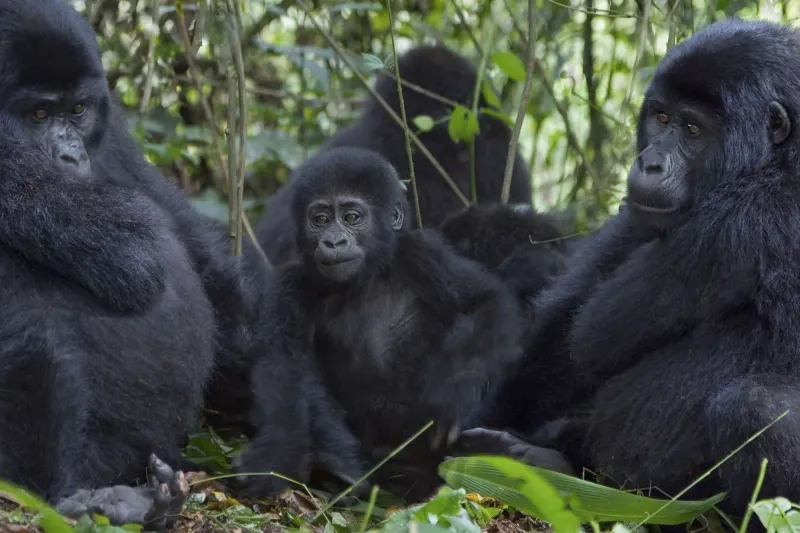 Gorillas