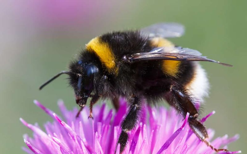 Bumblebees