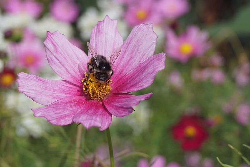 Cosmos: Daisy-Like Delights