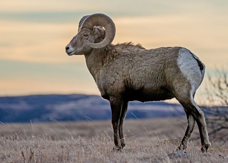 North Dakota's Scarce Bighorn Sheep