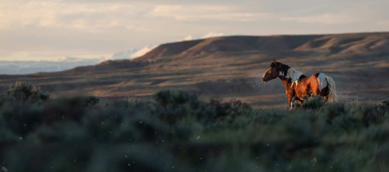 Montana's Vanished Pryor Mountain Herds