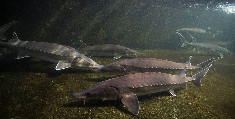 Sturgeon - The Living Fossils