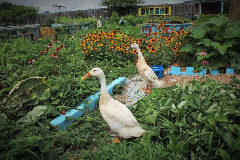 Permaculture Partners: Indian Runner Ducks