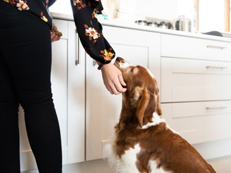 Donate High-Value Training Treats