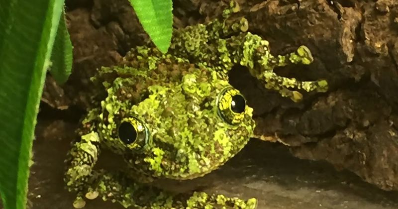 Vietnamese Mossy Frog