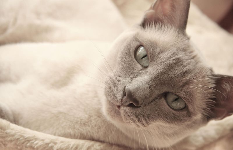 Tonkinese