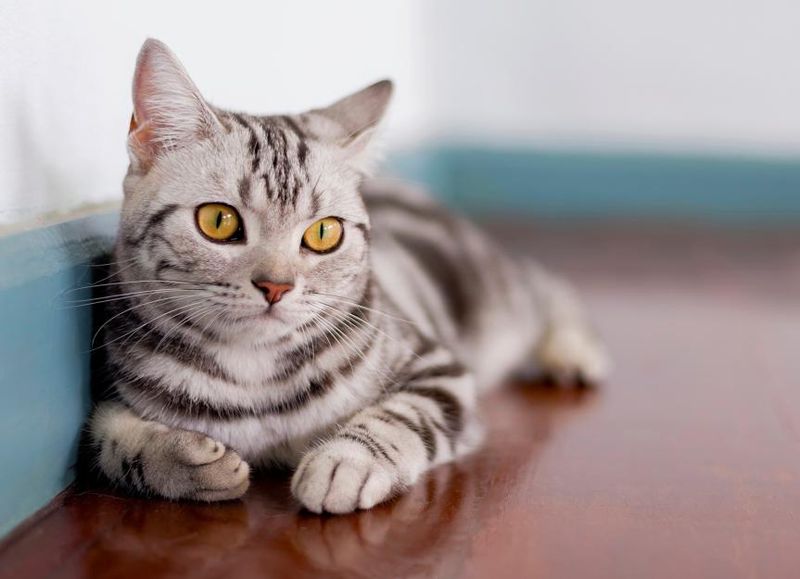 American Shorthair