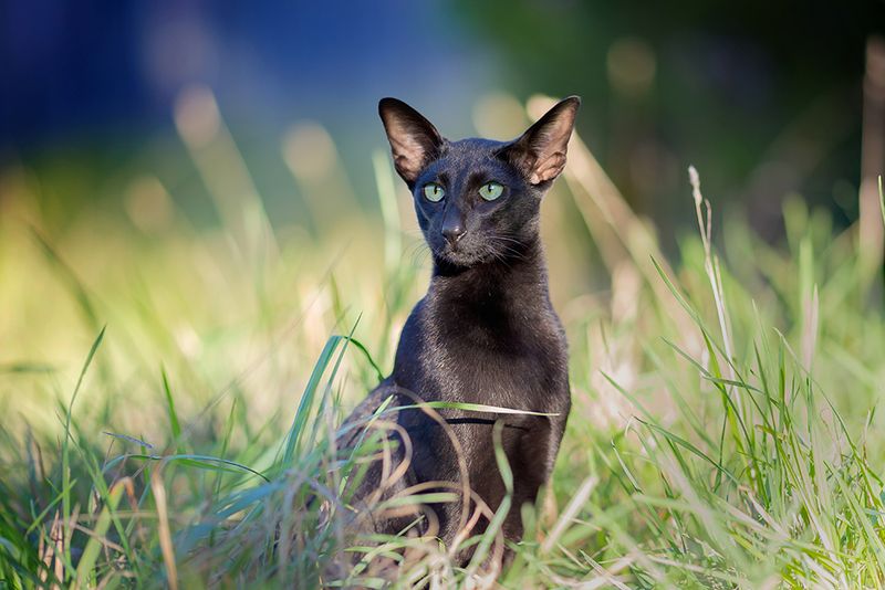 Oriental Shorthair