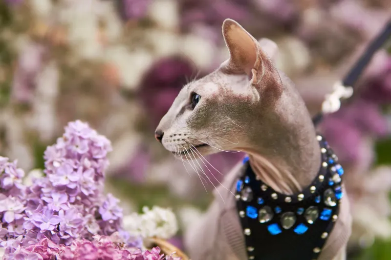 Peterbald: Sophisticated Skin-Bearers