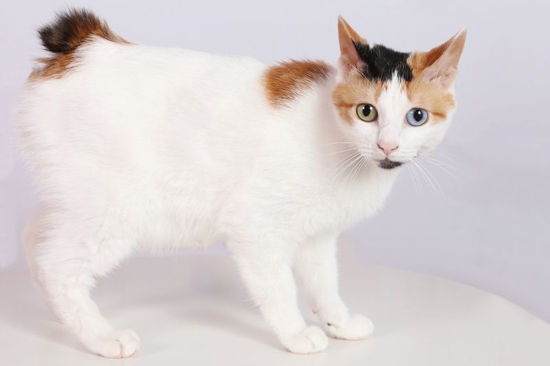 Japanese Bobtail: The Energetic Prankster