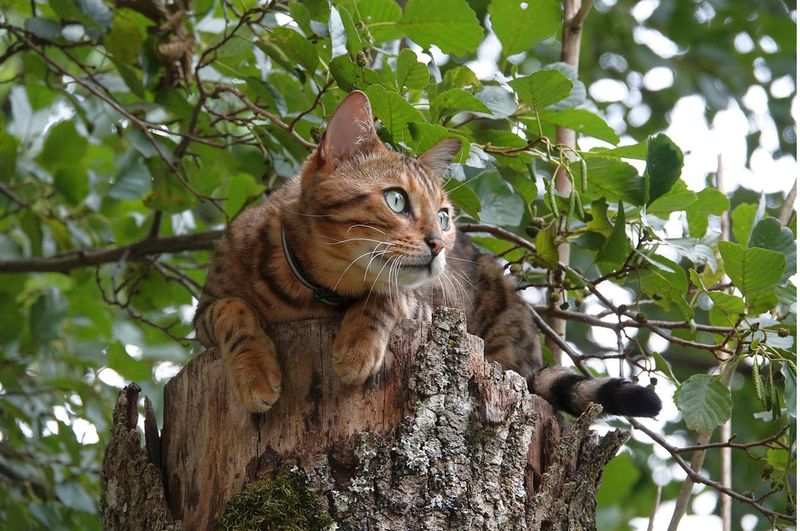 Bengal - The Adventurer