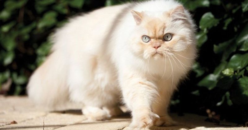 Himalayan