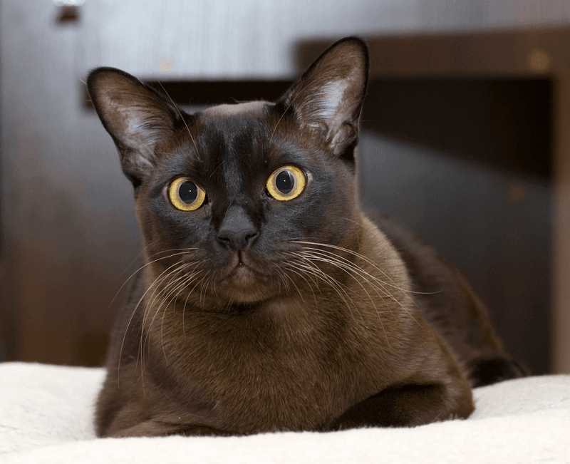 Burmese