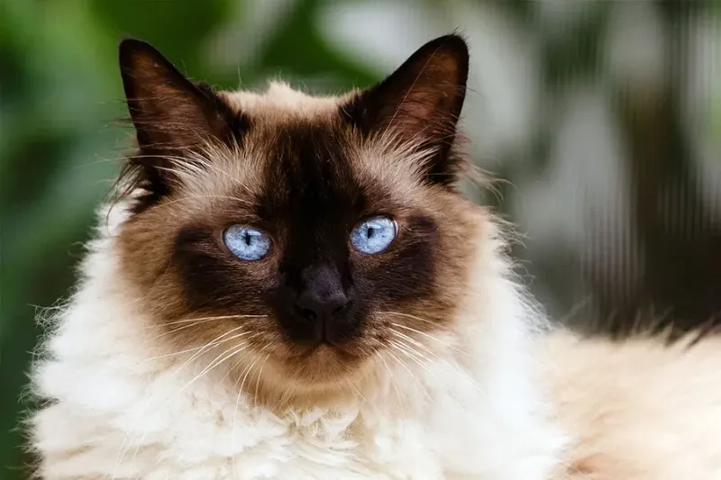 Himalayan