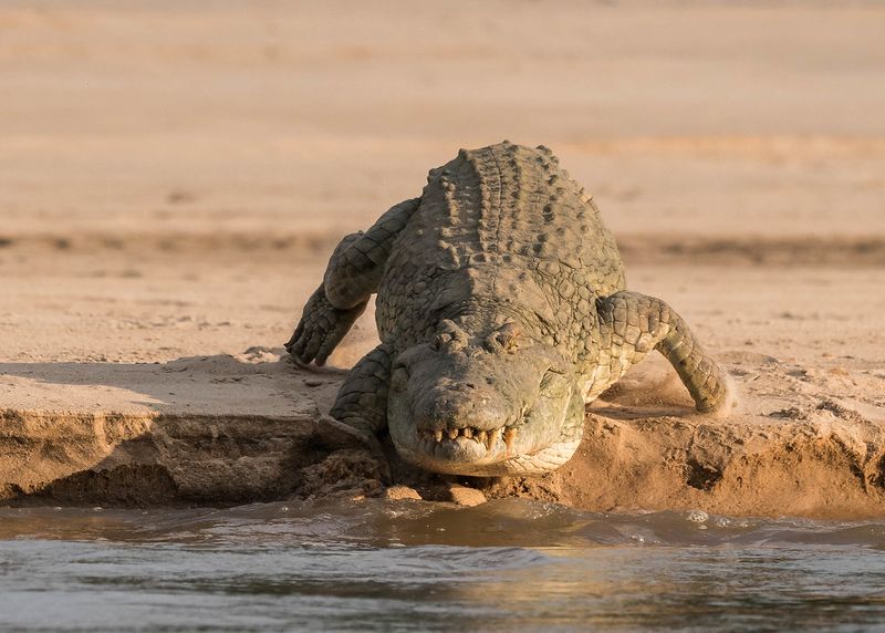 Rufiji River's Untamed Wilderness