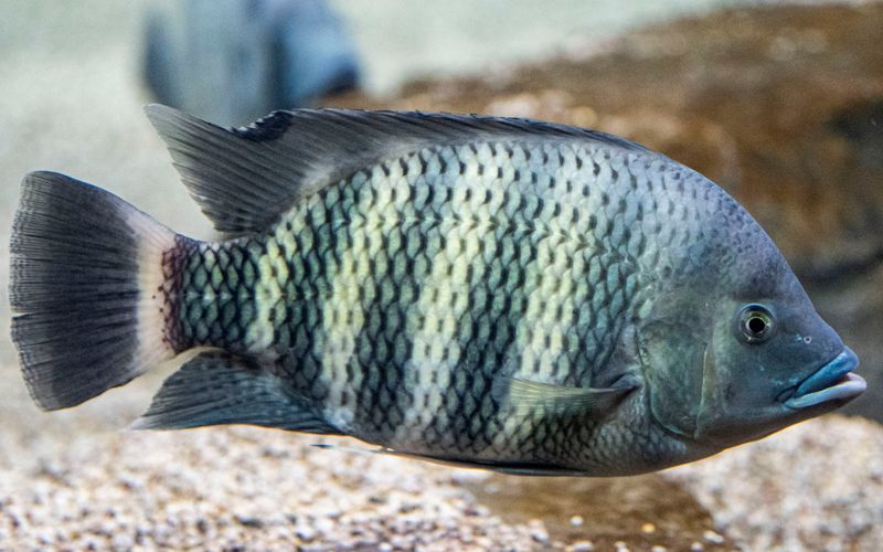 Zebra Tilapia Are Multiplying Fast