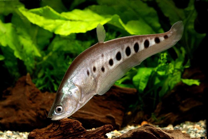 Clown Knife Fish: Nighttime Predator