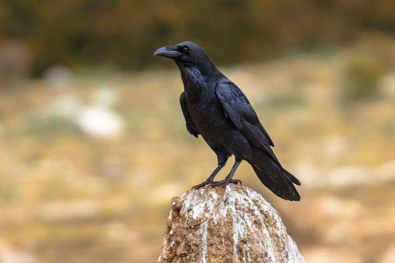 Common Raven