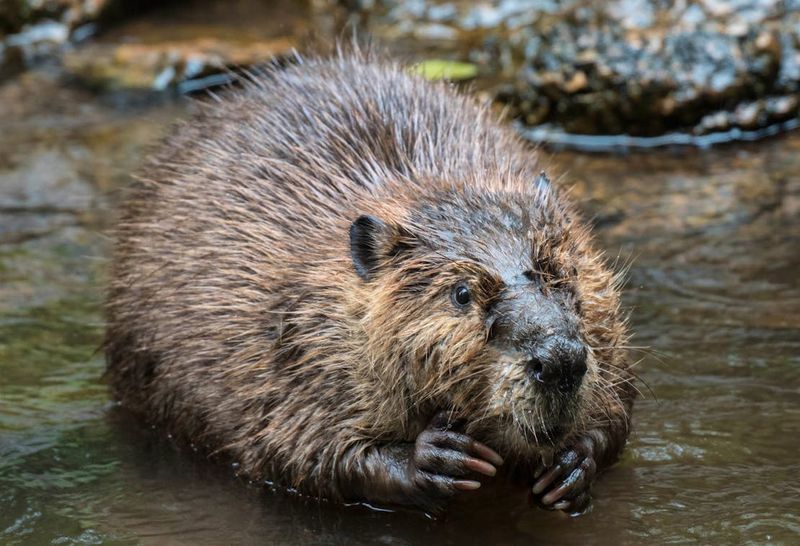 American Beaver