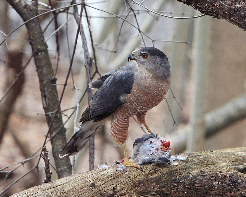 Cooper's Hawk: Backyard Bird Feeder Raider