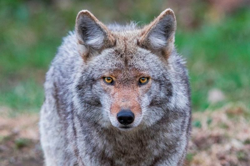 Eastern Coyote