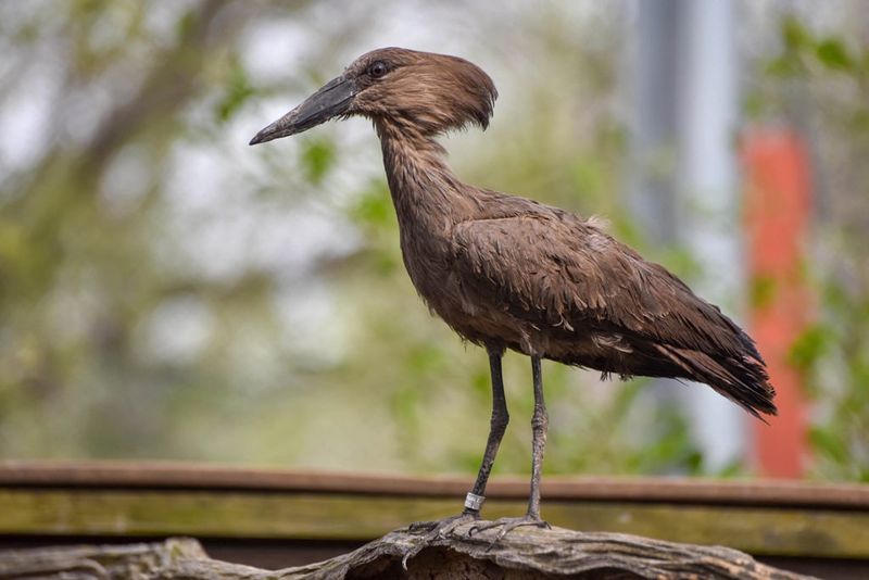 Hamerkop's Indestructible Fortresses