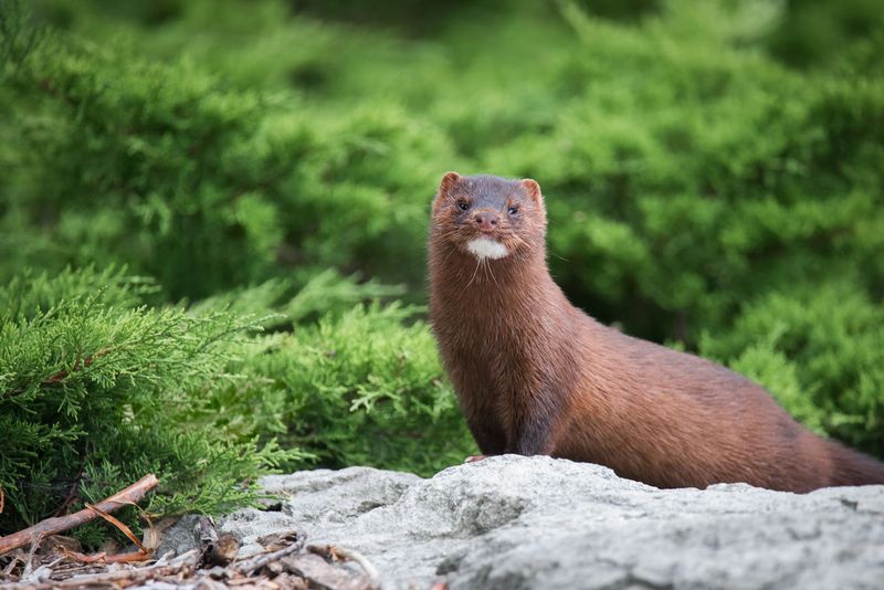 Minks Restore Wetland Balance