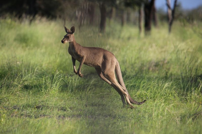 Kangaroo
