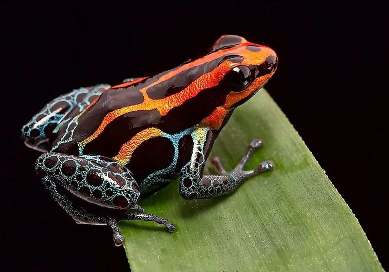 Efforts To Protect Their Habitat