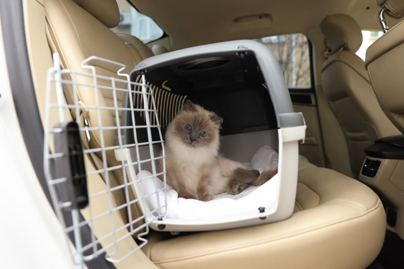 Car Rides Trigger Motion Sickness