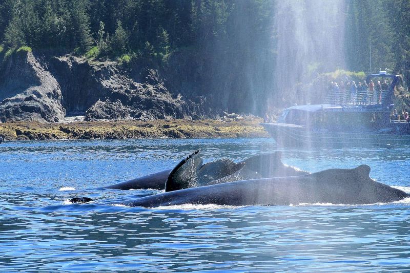 Whale