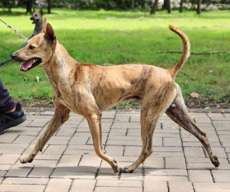 Phu Quoc Ridgeback