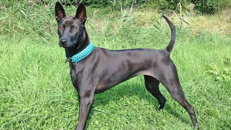 Thai Ridgeback