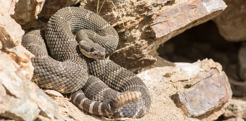 Rattlesnakes Protect Crop Fields