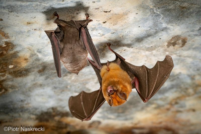 Bats