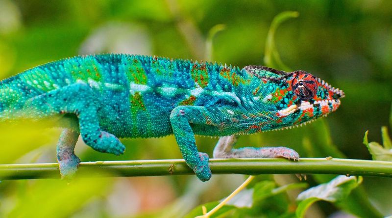 Smith's Dwarf Chameleon