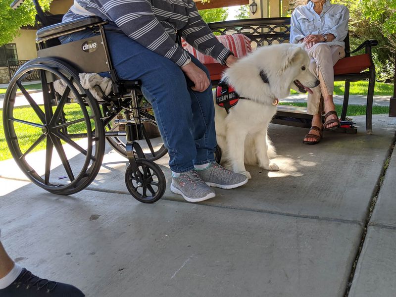 Mobility Support Companions