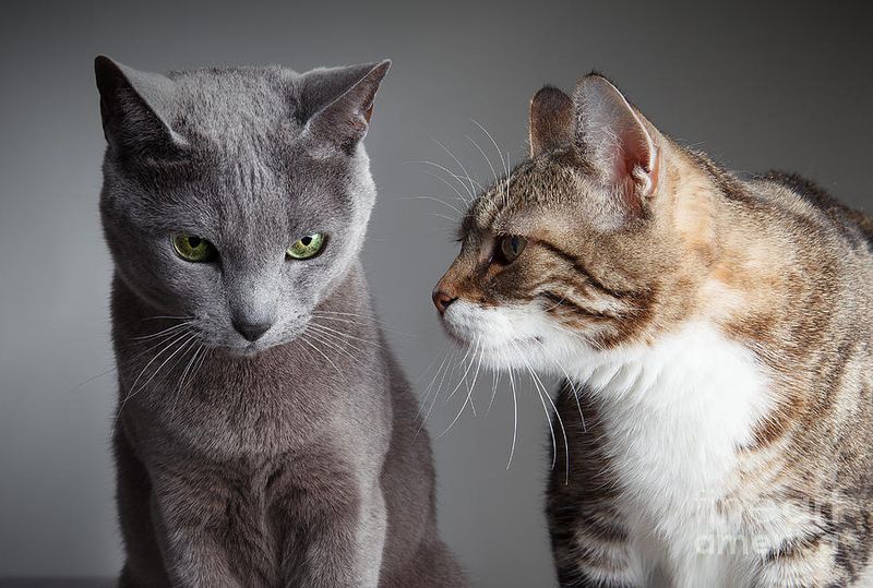 Aggression Toward Other Pets