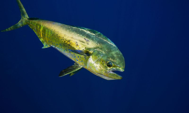Gulf of Mexico's Oil Rig Oasis