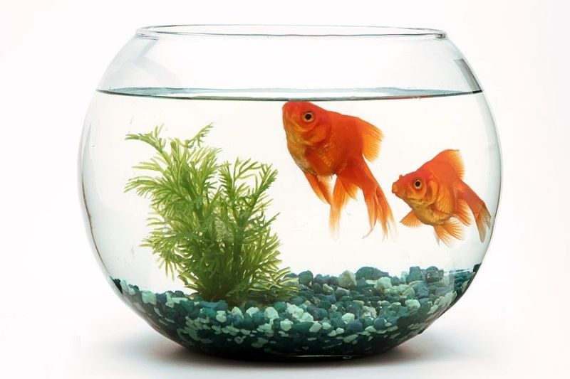 Goldfish Bowls