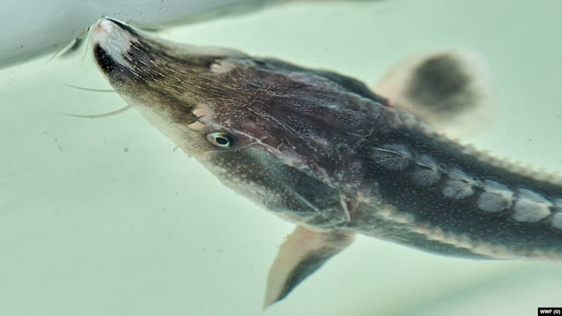 Caviar Demand Fuels Illegal Trade