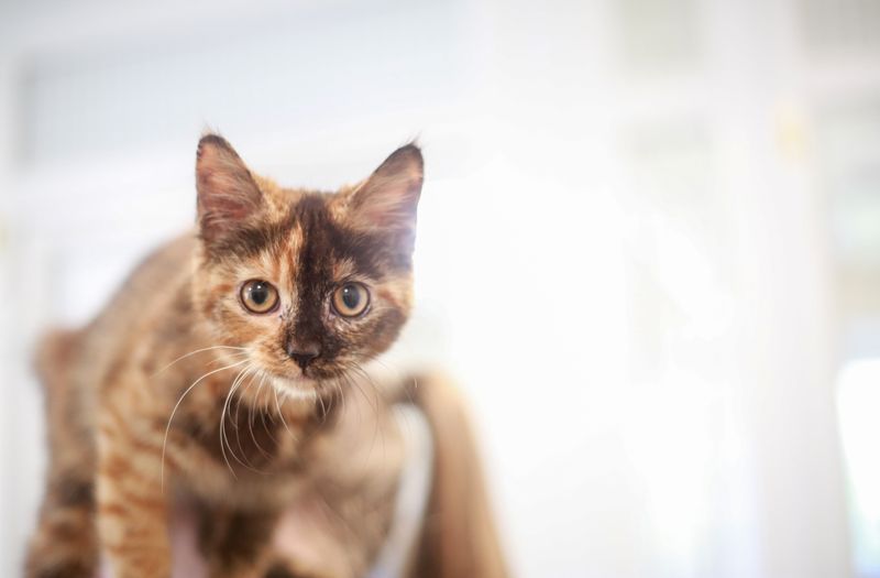 Ignoring Subtle Stress Signals